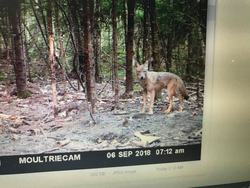 Maine hunt: where adventure meets nature!